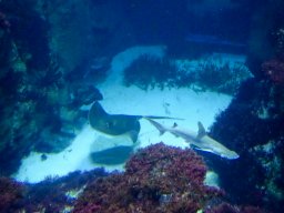 Haus des Meeres 4.02.2026